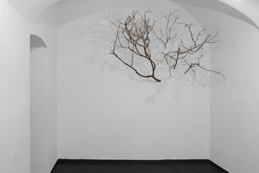 Alessandro Lupi: Drevo / Tree