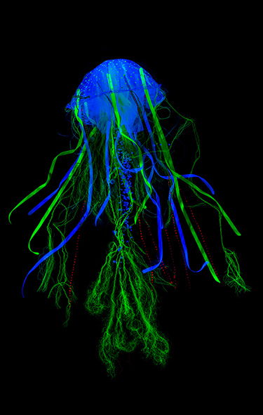 Tina
                  Drčar: Turritopsis nutricula  immortal jellyfish