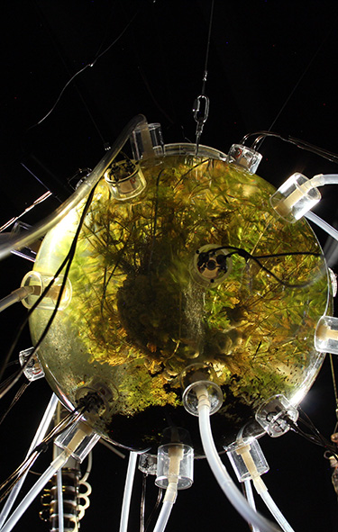 Gilberto
                  Esparza: Autophotosynthetic plants
