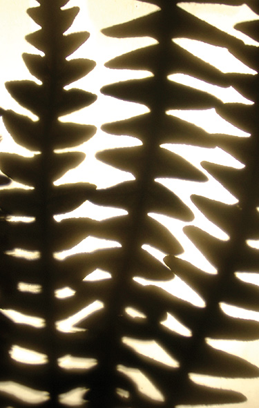 OCUBO:
                  Details of natural light