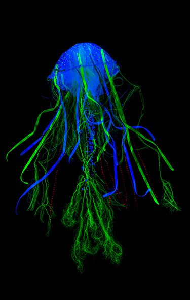 Tina
                  Drčar: Turritopsis nutricula – immortal jellyfish