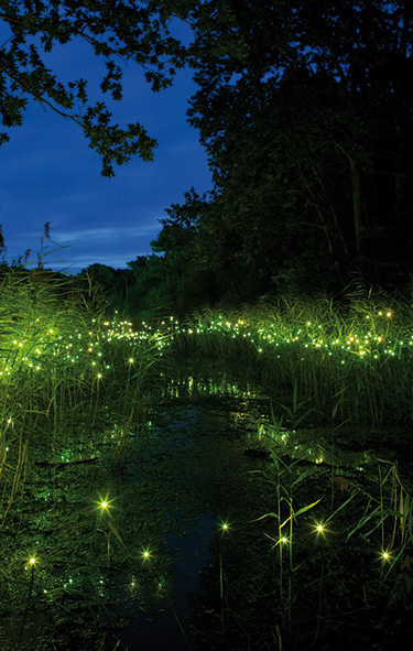 Tamar
                  Frank: Lampyris Noctiluca