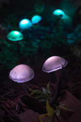 Visualia group: Čarobni vrt / Magic Garden