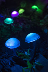 Visualia group: Čarobni vrt / Magic Garden