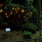 FANTASTIČNA VEGETACIJA - delavnica mentorica. Katja Paternoster