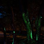 Stran 22 - KK: Dendrofilija / Dendrophilia