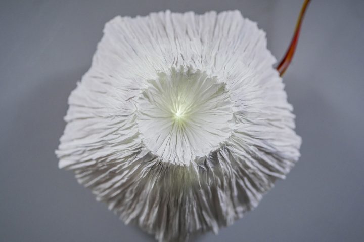 Plantoïdori – robotska origami lučka