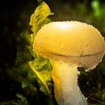 photoDK_ALUO_vilinski_krog_05