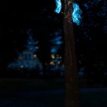 photoDK_NTF_Simbioza_12