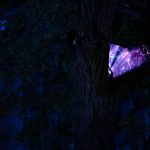 photoDK_NTF_Simbioza_21