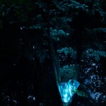 photoDK_NTF_Simbioza_29