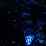 photoDK_NTF_Simbioza_30