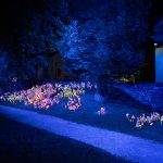 photoDK_polje_micelija_06